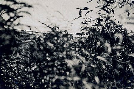 Emus coming to drink, photographed during the Emu War operations